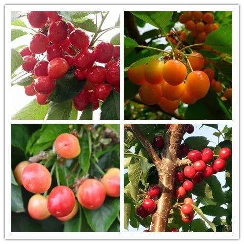 尊龙人生就是博·Z6「中国区」首页官网